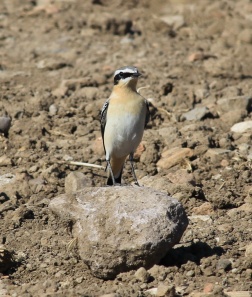 The Black-eared Wheatear is a common sight in Sigri
